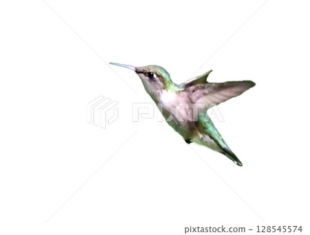 Flying hummingbird isolated on white 128545574