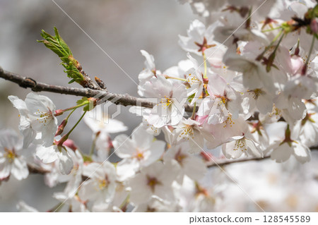 The season of cherry blossoms The season of cherry blossoms 128545589