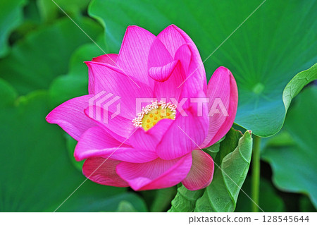 蓮田中盛開的紅蓮花（夏季，7月） 128545644