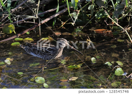 Waterside snipe Waterside snipe 128545746