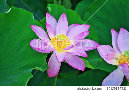 Pink lotus flowers blooming in a lotus field (Summer, July) Pink lotus flowers blooming in a lotus field (Summer, July) 128545788