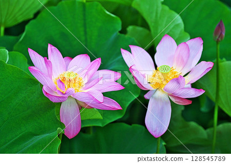 Pink lotus flowers blooming in a lotus field (Summer, July) Pink lotus flowers blooming in a lotus field (Summer, July) 128545789