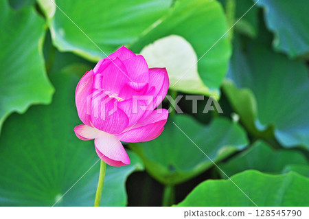 蓮田中盛開的紅蓮花(夏季,7月) 蓮田中盛開的紅蓮花(夏季,7月) 128545790