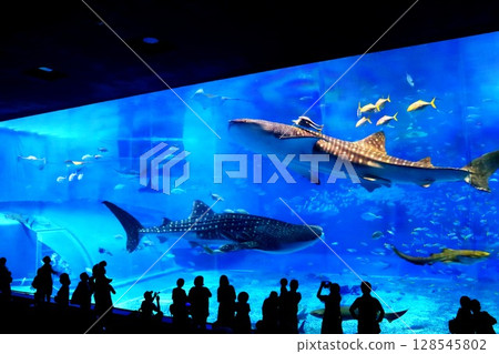 A whale shark swimming in the large tank at Okinawa Churaumi Aquarium (2017) 128545802