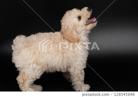 Profile view of fluffy poodle puppy 128545846