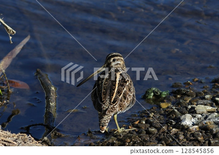 回望河邊的鷸 回望河邊的鷸 128545856