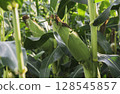 Fresh green corn growing in a sunny field, surrounded by lush leaves and bathed in natural light, showing the crop in its prime stage before harvest. 128545857