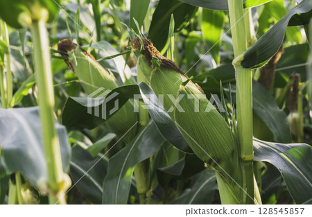 Fresh green corn growing in a sunny field, surrounded by lush leaves and bathed in natural light, showing the crop in its prime stage before harvest. 128545857