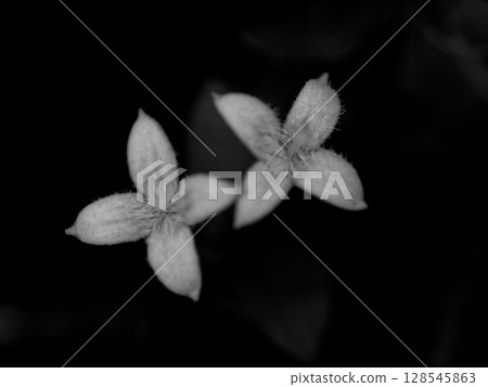 A small white flower in the forest A flower of the Rubiaceae family A small white flower in the forest A flower of the Rubiaceae family 128545863