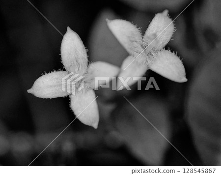 森林裡的一朵小白花 茜草科的花 128545867