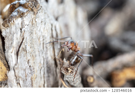 big red forest ant in natural habitat 128546016