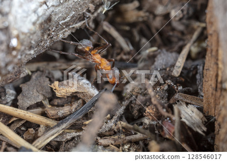 big red forest ant in natural habitat 128546017