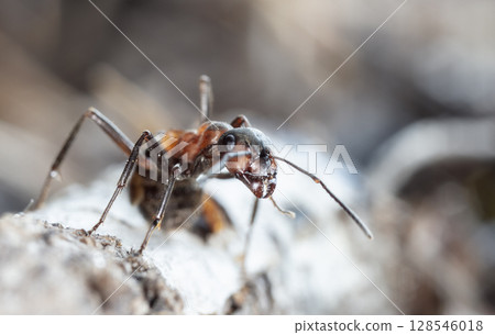 big red forest ant in natural habitat big red forest ant in natural habitat 128546018