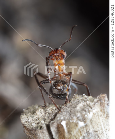 big red forest ant in natural habitat big red forest ant in natural habitat 128546021