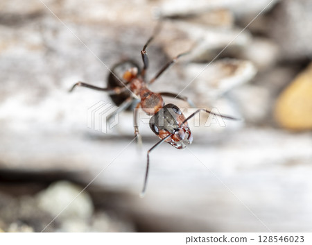 big red forest ant in natural habitat big red forest ant in natural habitat 128546023