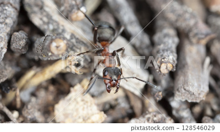 big red forest ant in natural habitat big red forest ant in natural habitat 128546029