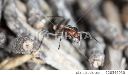 big red forest ant in natural habitat 128546030