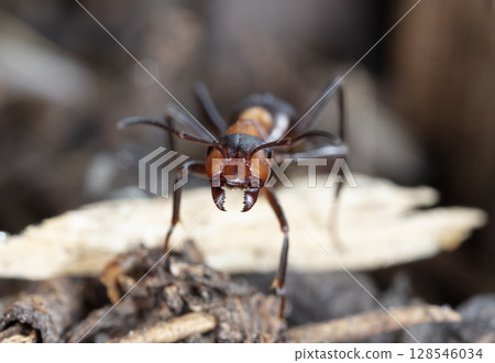 big red forest ant in natural habitat 128546034