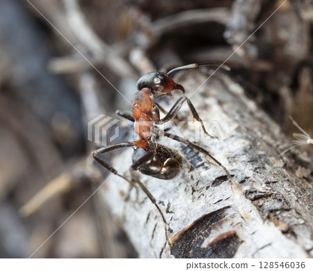 big red forest ant in natural habitat big red forest ant in natural habitat 128546036