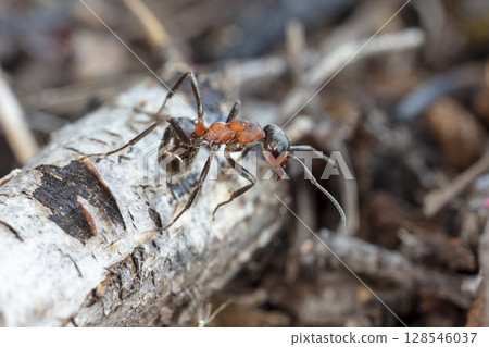 big red forest ant in natural habitat 128546037