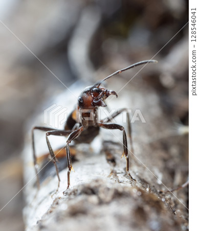 big red forest ant in natural habitat 128546041