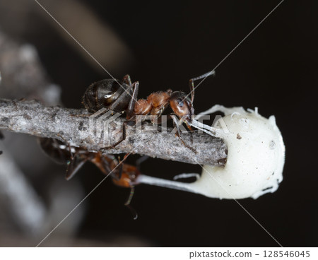 big red forest ant in natural habitat 128546045