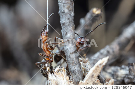 big red forest ant in natural habitat 128546047