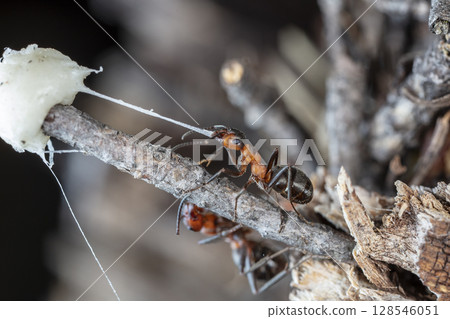 big red forest ant in natural habitat 128546051