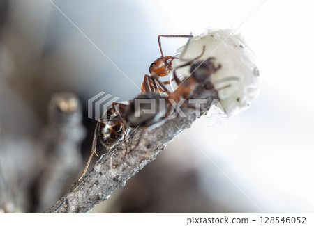 big red forest ant in natural habitat 128546052