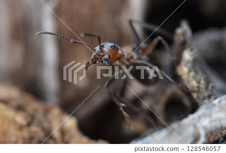 big red forest ant in natural habitat 128546057