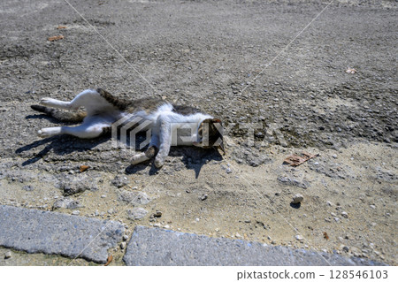 A stray cat sleeping defenselessly in the sunshine on Ishigaki Island - Hesoten 128546103