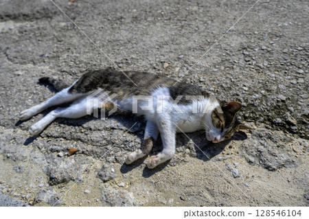 A stray cat sleeping defenselessly in the sunshine on Ishigaki Island - Hesoten A stray cat sleeping defenselessly in the sunshine on Ishigaki Island - Hesoten 128546104
