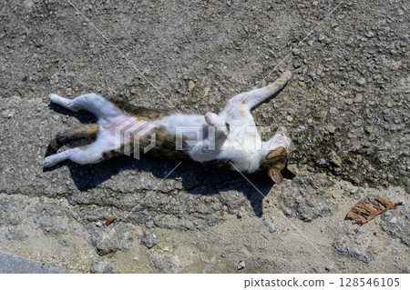 A stray cat sleeping defenselessly in the sunshine on Ishigaki Island - Hesoten 128546105