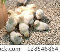 Fluffy Life: Chicks huddled together 128546864