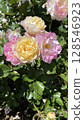 Pink and yellow in harmony: roses blooming in the sunshine 128546923