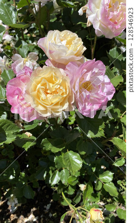 Pink and yellow in harmony: roses blooming in the sunshine Pink and yellow in harmony: roses blooming in the sunshine 128546923