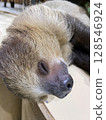 Close-up of a peacefully sleeping sloth 128546924