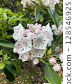 Delicate beauty: Kalmia with pink patterns on white petals 128546925