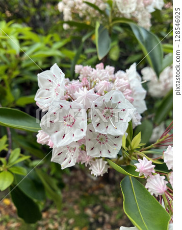 Delicate beauty: Kalmia with pink patterns on white petals Delicate beauty: Kalmia with pink patterns on white petals 128546925