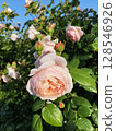 English roses blooming in the sunlight 128546926