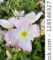 Gently blooming: a close-up of pale pink evening primrose 128546927