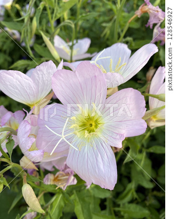Gently blooming: a close-up of pale pink evening primrose Gently blooming: a close-up of pale pink evening primrose 128546927