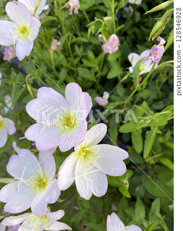 Gently blooming: a close-up of pale pink evening primrose Gently blooming: a close-up of pale pink evening primrose 128546928