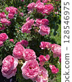 Vibrant pink: A summer garden filled with blooming roses 128546975