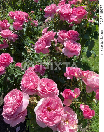 Vibrant pink: A summer garden filled with blooming roses Vibrant pink: A summer garden filled with blooming roses 128546975