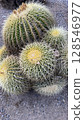 Jewel of the Desert: The Powerful Golden Shachi Cactus 128546977