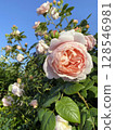 English roses blooming in the sunlight 128546981