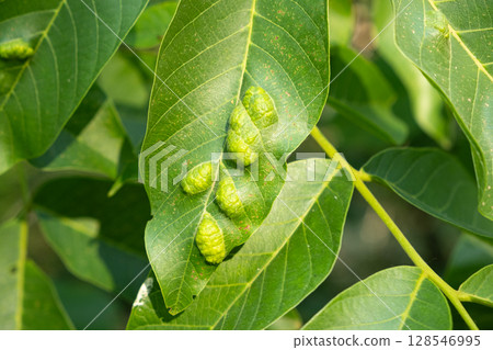 Gall Mite Damage on Walnut Leaves with Oval Yellow Deformations Gall Mite Damage on Walnut Leaves with Oval Yellow Deformations 128546995