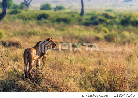 Female lion in the Serengeti 128547149