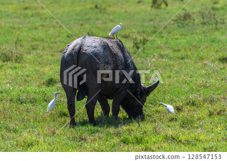 Buffalos in Lake Nakuru National park Buffalos in Lake Nakuru National park 128547153